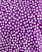 PURPLE/WHITE