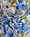 BLUE MULTI